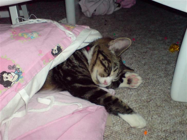 Huskat Fnuggi - Jeg elsker dyner billede 2