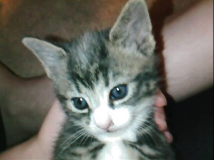 Huskat Fnuggi - mig som lille billede 3