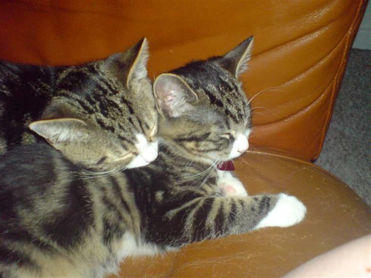 Huskat Fnuggi - Min bror og jeg <3 billede 4