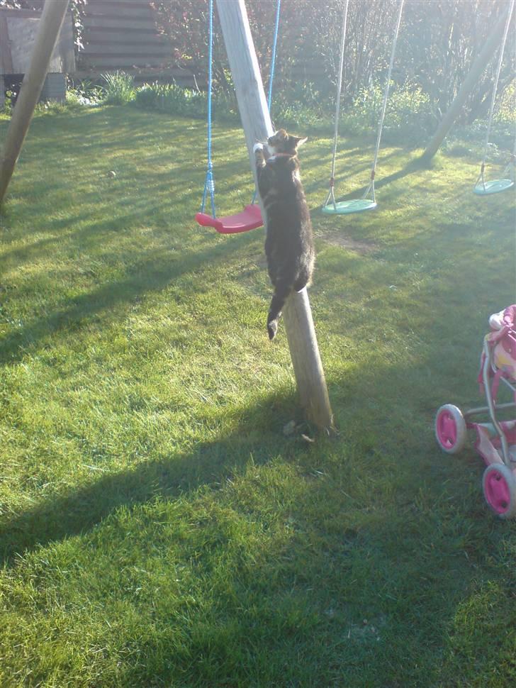 Huskat Fnuggi - Jeg leger i haven billede 5