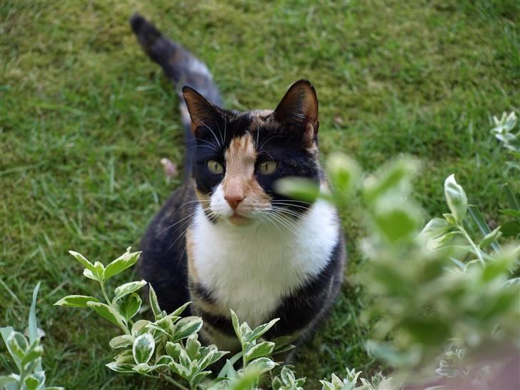 Huskat Wilma - Taget fra mit vindue, hvor Wilma sikekrt tænker: "Bliv nu færdig, så jeg kan komme ind" :D billede 3