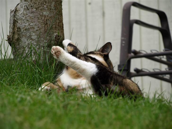 Huskat Wilma - Træer er sjove :) billede 4