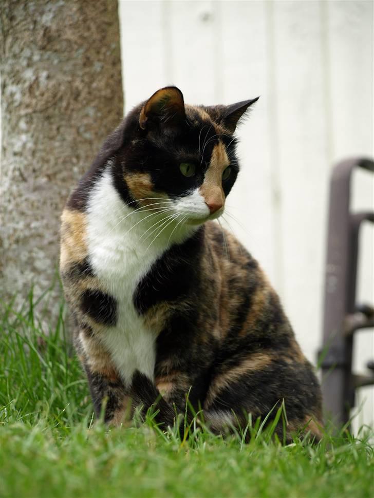 Huskat Wilma - Wilma er på udkig efter noget meget spændende :b billede 2