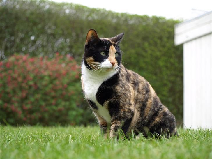 Huskat Wilma - Lille søde Wilma :) billede 5