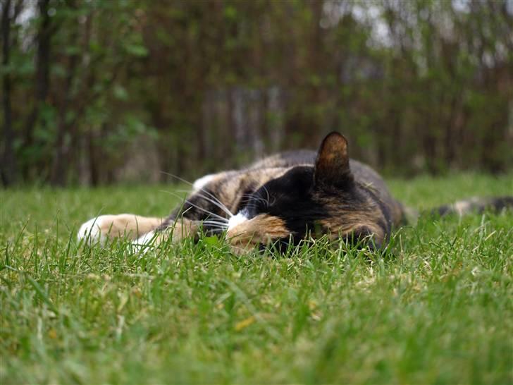 Huskat Wilma - Wilma nyder at ligge i græsset. :=)  billede 6