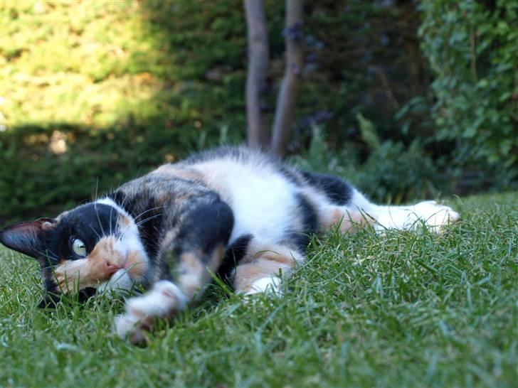 Huskat Wilma - Leg med mig! :D billede 7