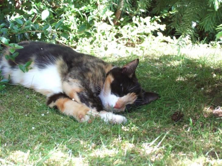 Huskat Wilma - Wilma der nyder at ligge under vores grantræ ude i haven, når det er allermest varmt. :) billede 8