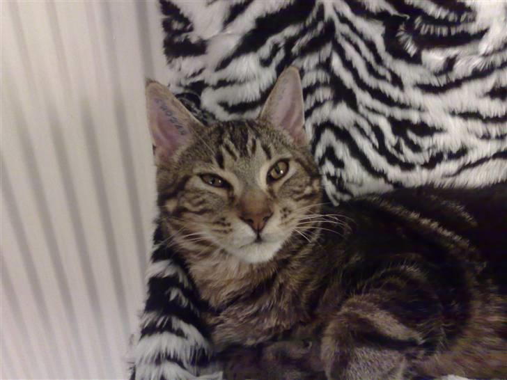 Blanding af racer Loke billede 14