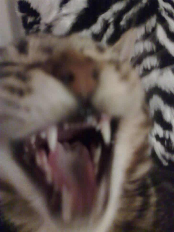 Blanding af racer Loke - et ordentligt løvegab... billede 15