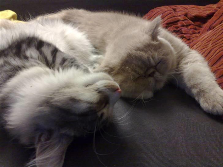 Exotic Noah - han er helt vild med Frigga... billede 9