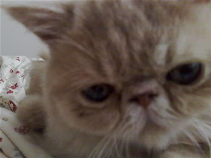 Exotic Noah billede 10