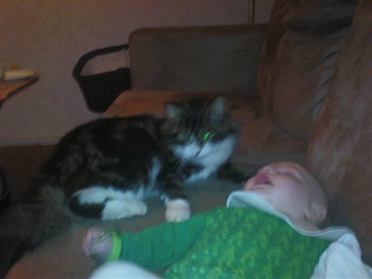 Blanding af racer Oskar billede 7