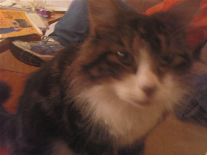 Blanding af racer Oskar billede 8