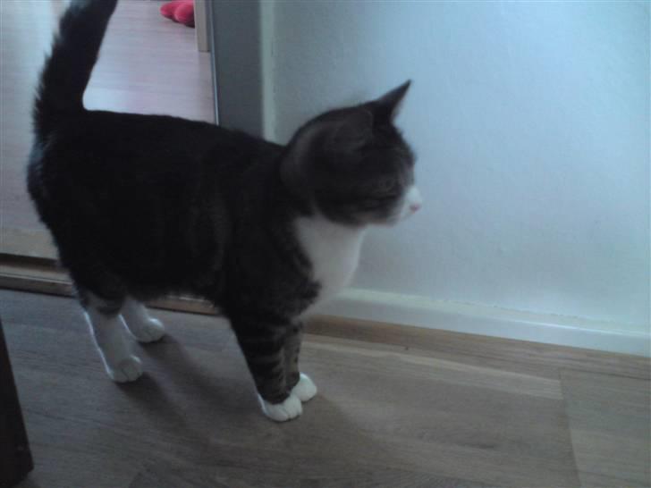 Huskat Fnuggi - her kommer jeg billede 6