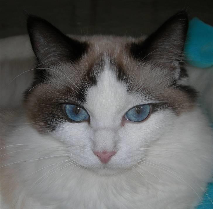 Ragdoll Klippeøen's Lady Emilie R - DK Klippeøen´s  Lady Emilie Rose billede 1