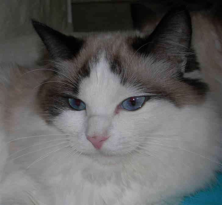 Ragdoll Klippeøen's Lady Emilie R - DK Klippeøen´s Lady Emilie Rose billede 2