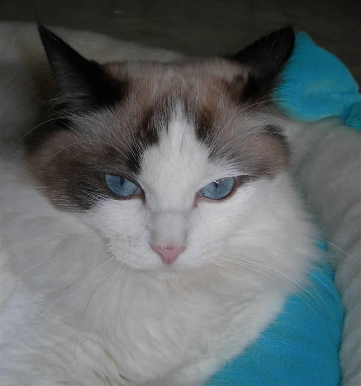 Ragdoll Klippeøen's Lady Emilie R - DK Klippeøen´s Lady Emilie Rose billede 3