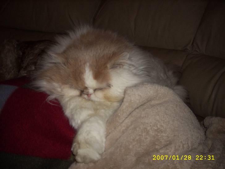 Perser Skatmans Salaso billede 1