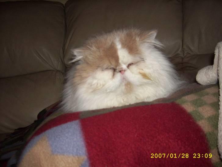 Perser Skatmans Salaso billede 2