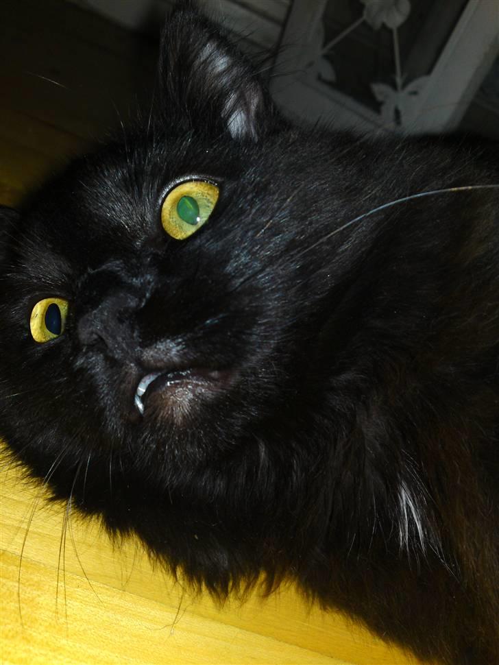 Maine Coon »Fillipa - »´ er jeg ikke nuttet? billede 1