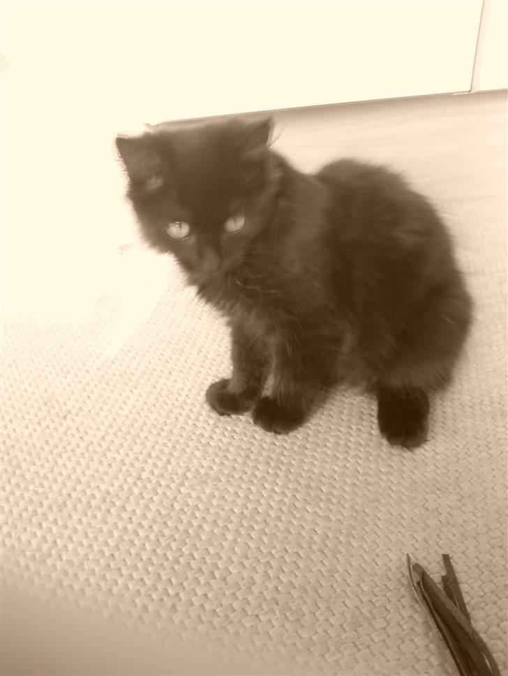 Maine Coon »Fillipa - »´ dengang jeg var lille :) billede 2