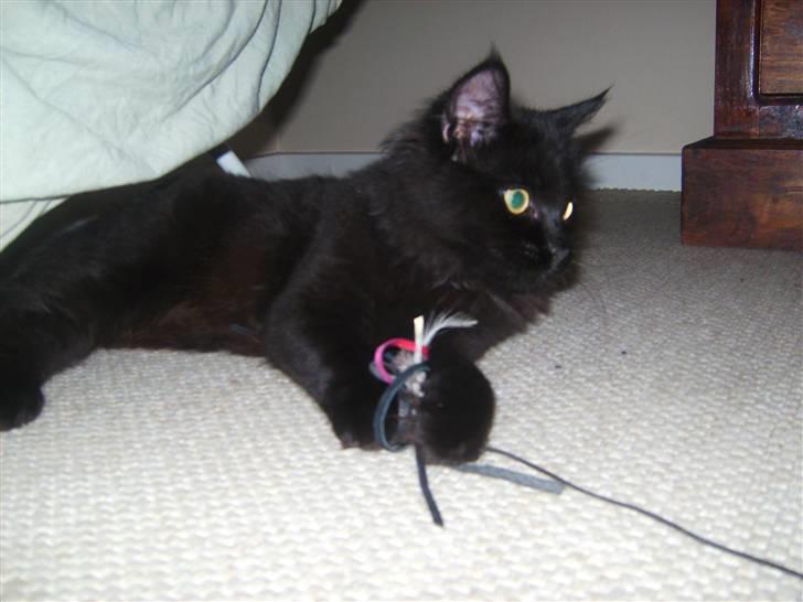 Maine Coon »Fillipa - »´ mit ynglings legetøj :) billede 3