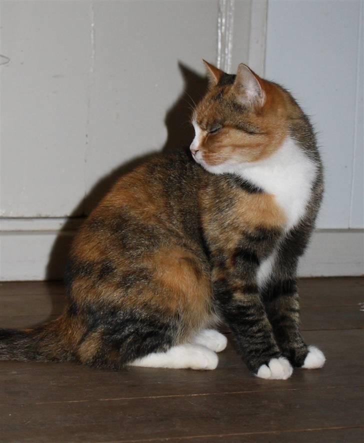 Huskat O's Grisling <3  - Velkomme til Grisling´s profil <3              (Foto: Katrine Olsen) billede 1