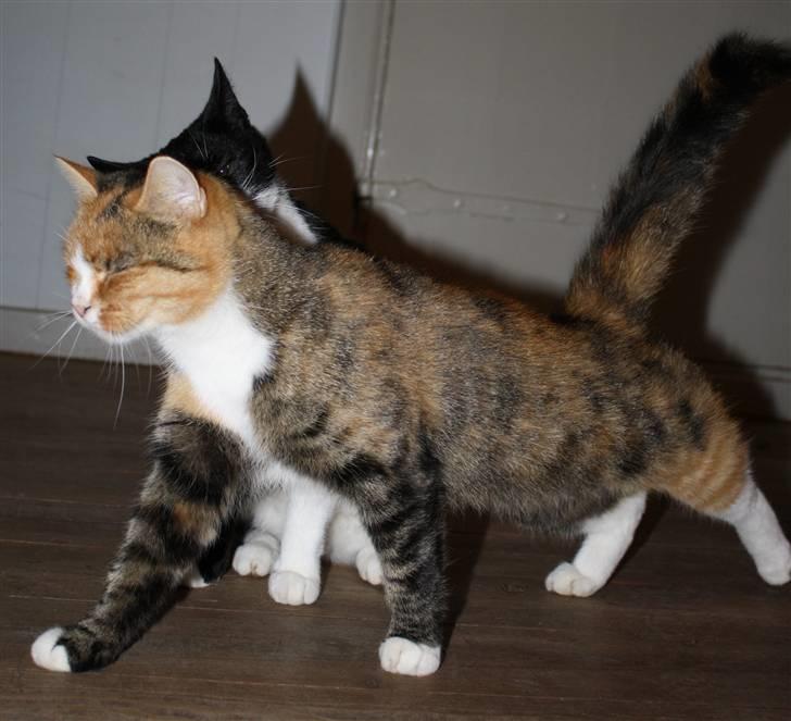 Huskat O's Grisling <3  - Hva så der smukke :-*  (Foto: Katrine Olsen) billede 2