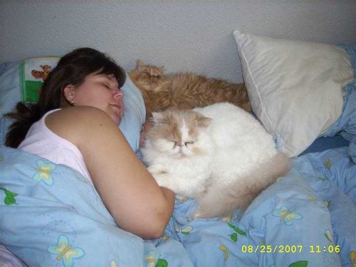 Perser Skatmans Salaso billede 3