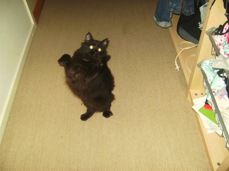 Maine Coon »Fillipa - »´ jeg kan godt nå dig! billede 4