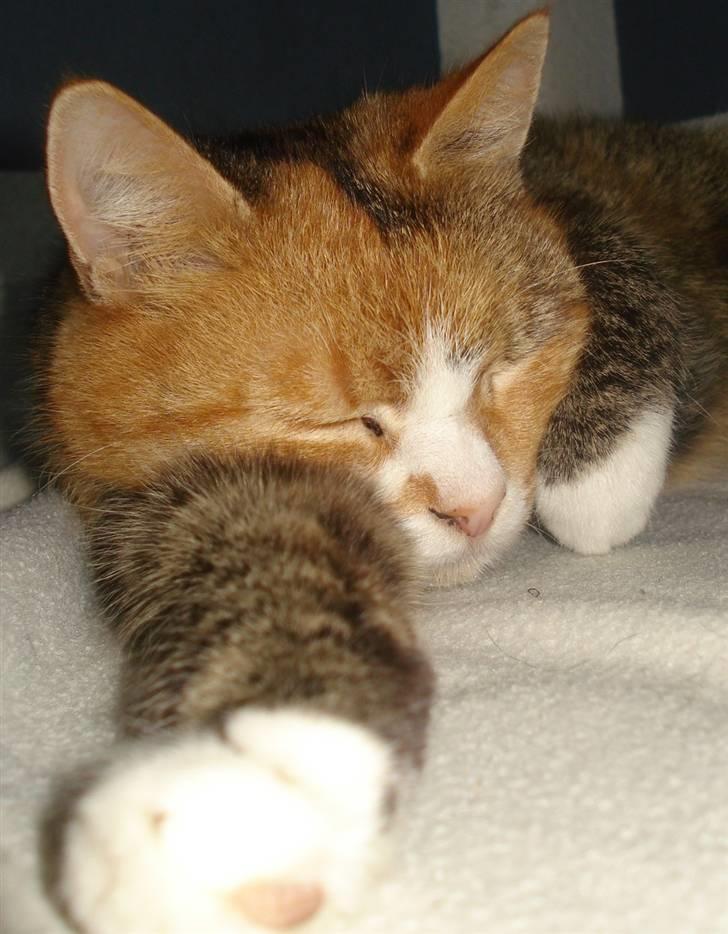 Huskat O's Grisling <3  - Ssssh! Grisling sover!    (Foto: Katrine Olsen) billede 3