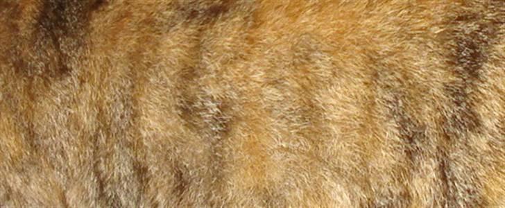 Huskat O's Grisling <3  - Hendes farve!   (Foto: Katrine Olsen) billede 4