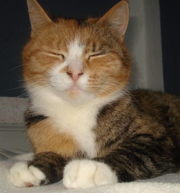 Huskat O's Grisling <3  - Grisling hader billeder :/      (Foto: Katrine Olsen) billede 5