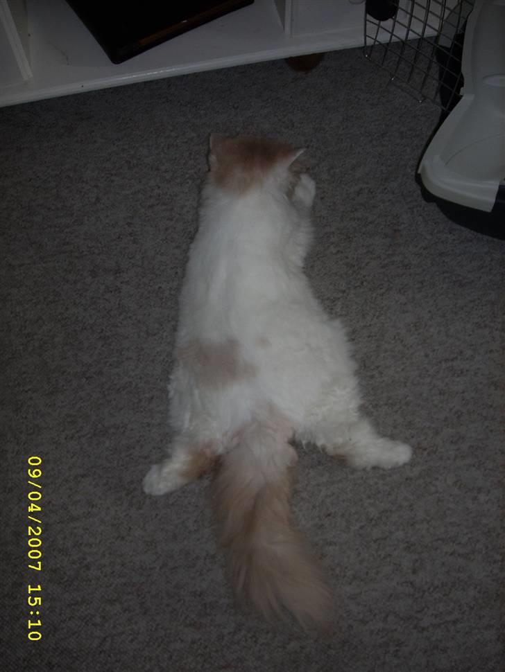 Perser Skatmans Salaso billede 4