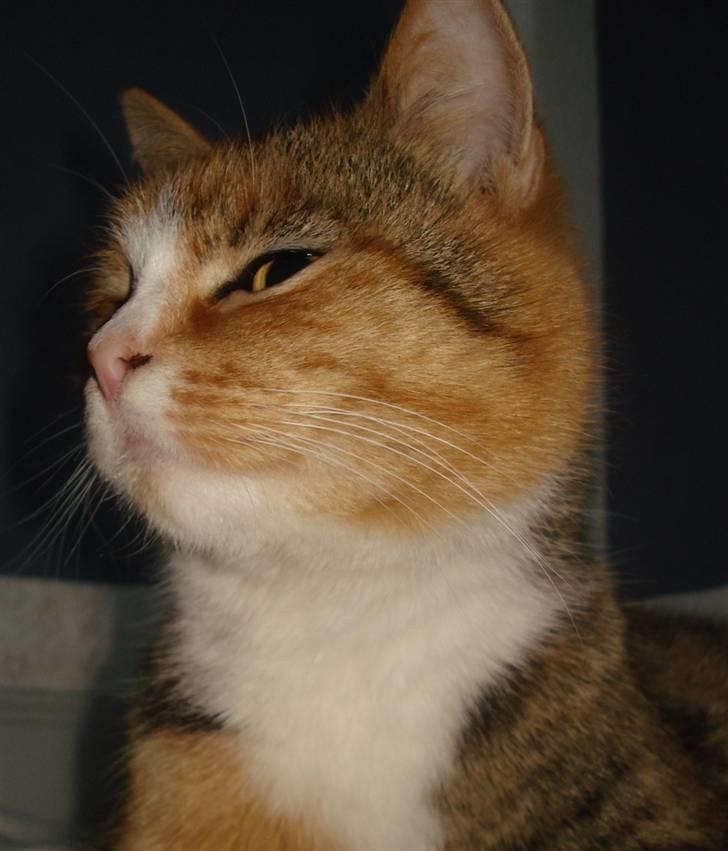 Huskat O's Grisling <3  - Grisser! <3 (Foto: Katrine Olsen) billede 6