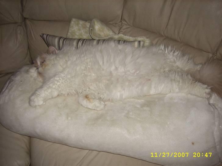 Perser Skatmans Salaso billede 5