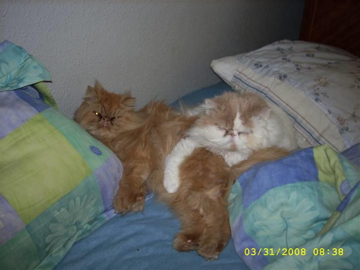 Perser Skatmans Salaso billede 6