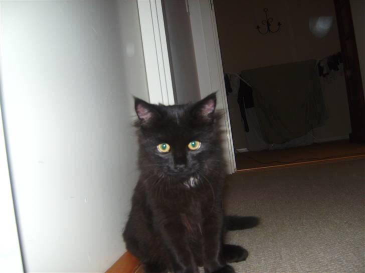 Maine Coon »Fillipa - »´ jeg kan sidde så flot?<3 billede 6