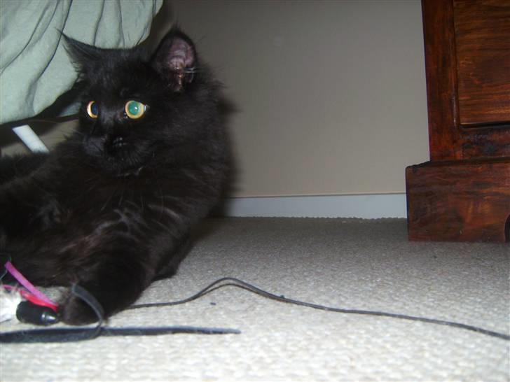 Maine Coon »Fillipa - »´ miaaauw billede 7