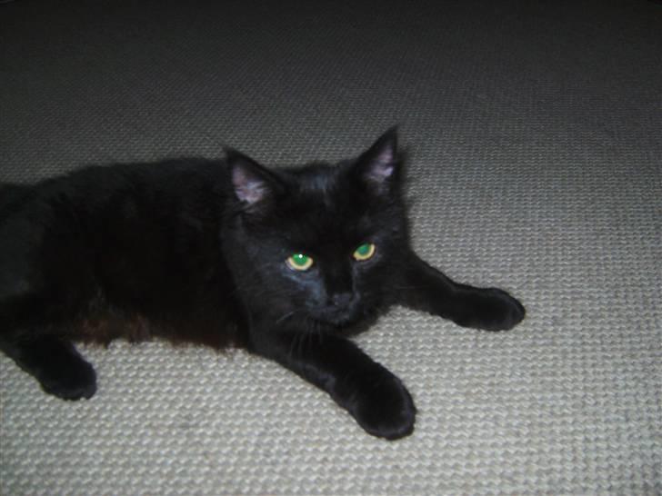 Maine Coon »Fillipa - »´ jeg er nuttet! billede 8