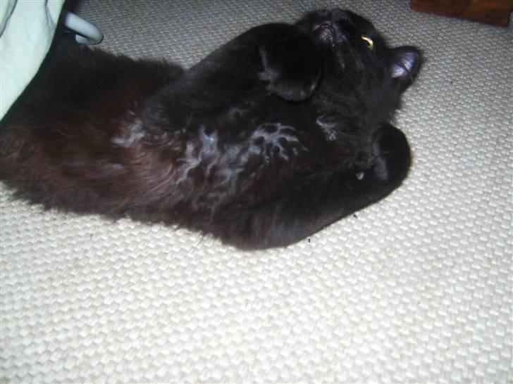 Maine Coon »Fillipa - »´ raaauw! billede 9