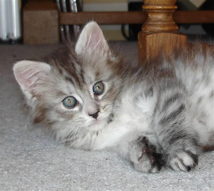 Maine Coon Nala. billede 1