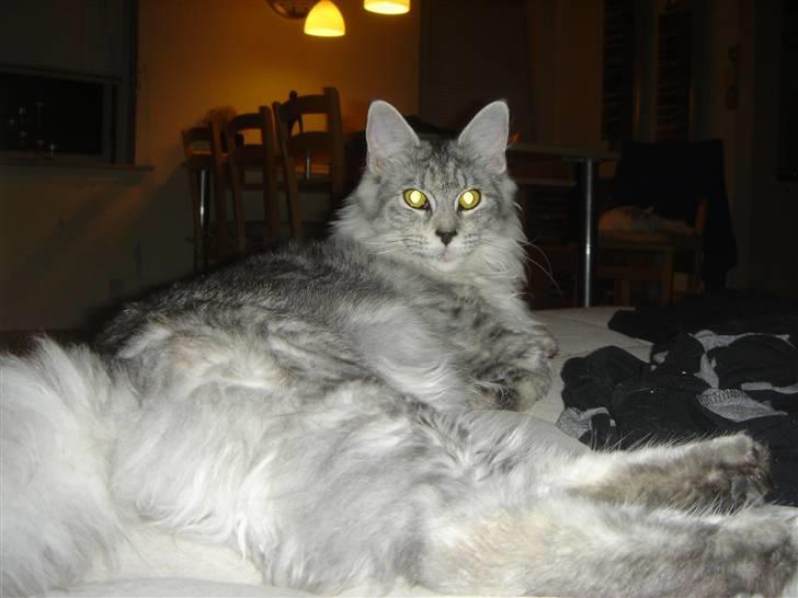 Maine Coon Nala. billede 2