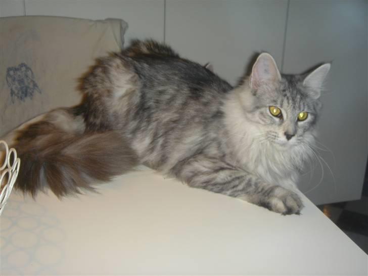 Maine Coon Nala. billede 3