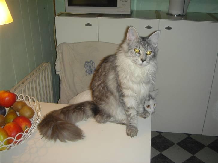 Maine Coon Nala. billede 4