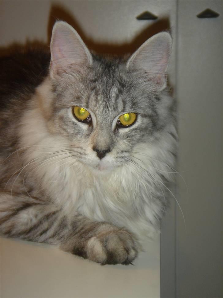 Maine Coon Nala. billede 5