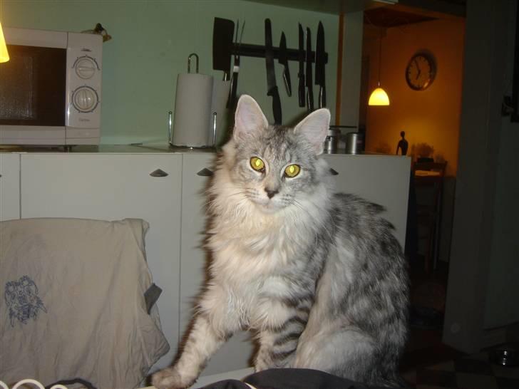Maine Coon Nala. billede 6