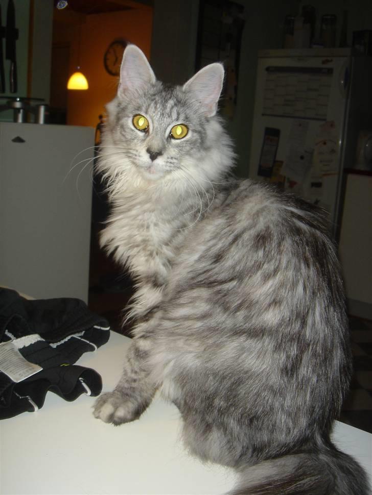 Maine Coon Nala. billede 7