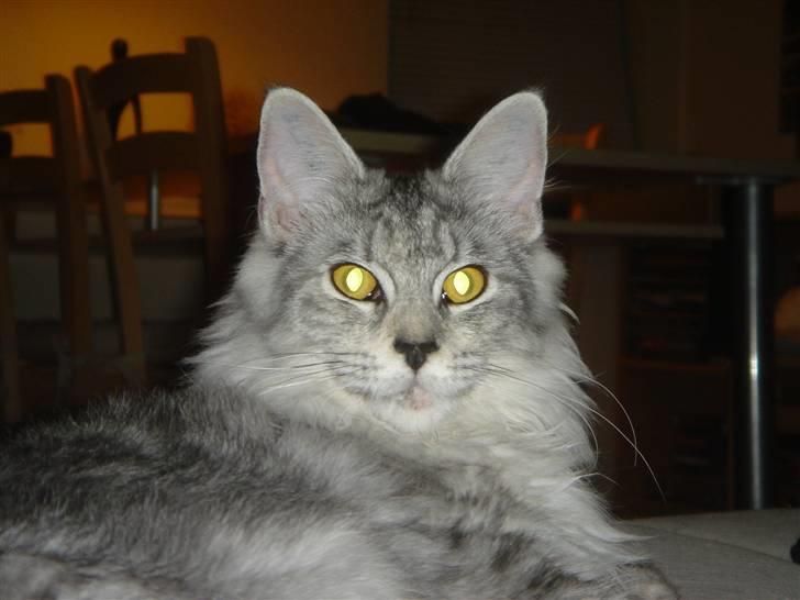 Maine Coon Nala. billede 8