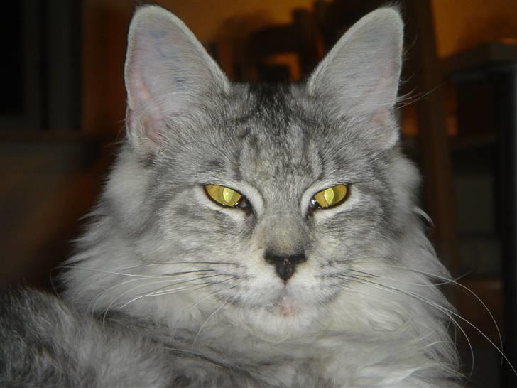 Maine Coon Nala. billede 9